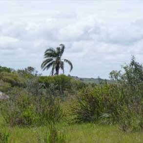 Uy014   Campo Altos de Maturrango Rocha
